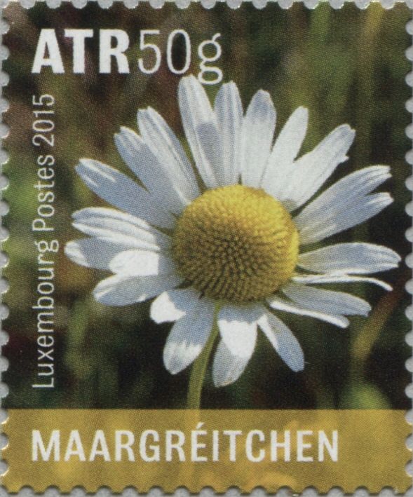 Daisy