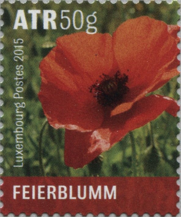 Red Poppy