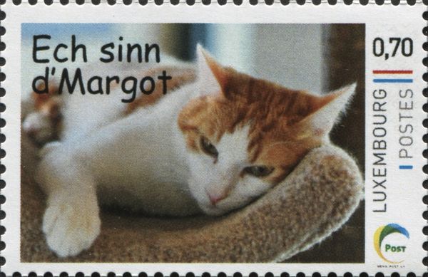 Cat "Margot" (Felis silvestris catus)