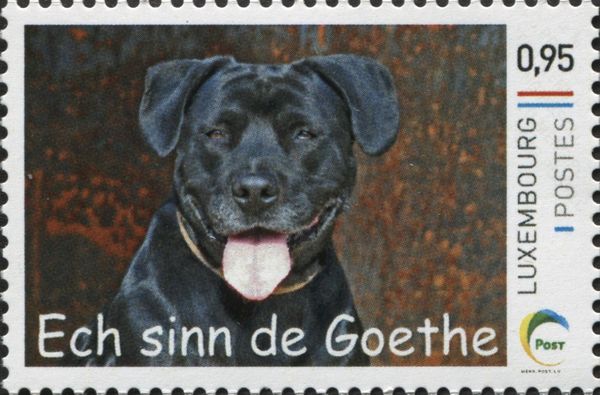 Labrador Retriever „Goethe“ (Canis lupus familiaris)