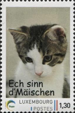 Young Cat „Little Mouse“ (Felis silvestris catus)