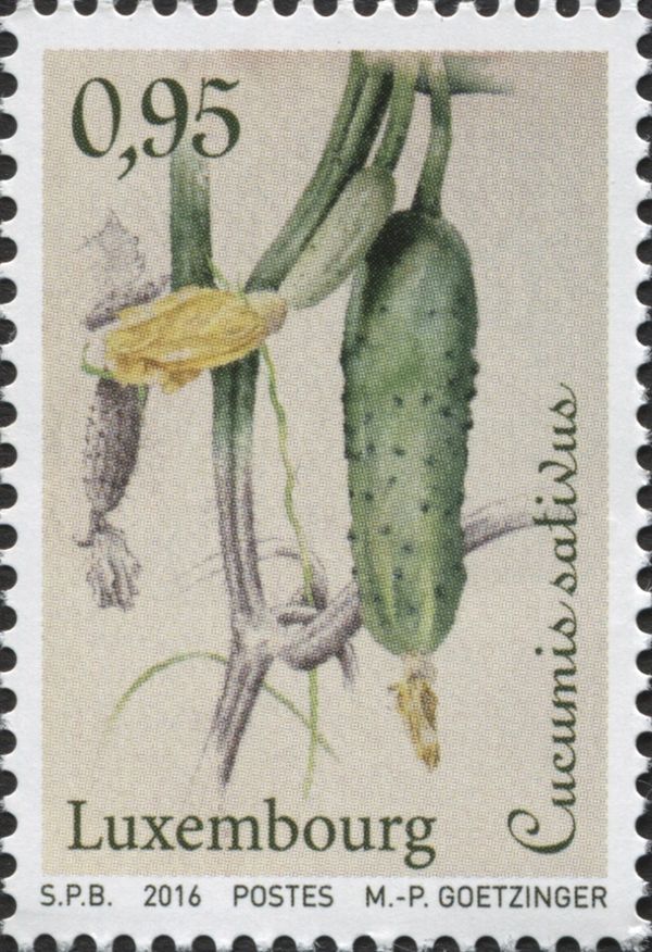 Cucumber (Cucumis sativus)