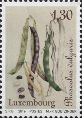 String Bean (Phaseolus vulgaris)