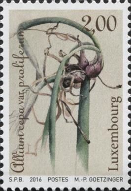 Tree Onion (Allium cepa proliferum)