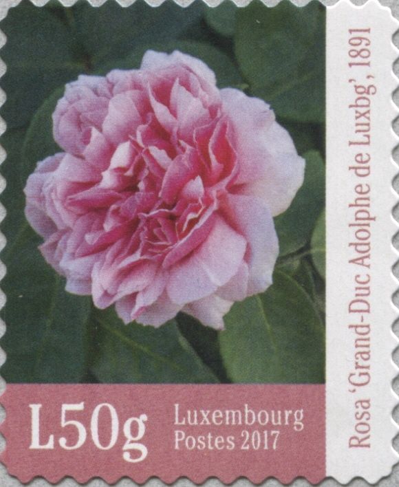 Rosa of Grand Duke Adolphe of Luxembourg