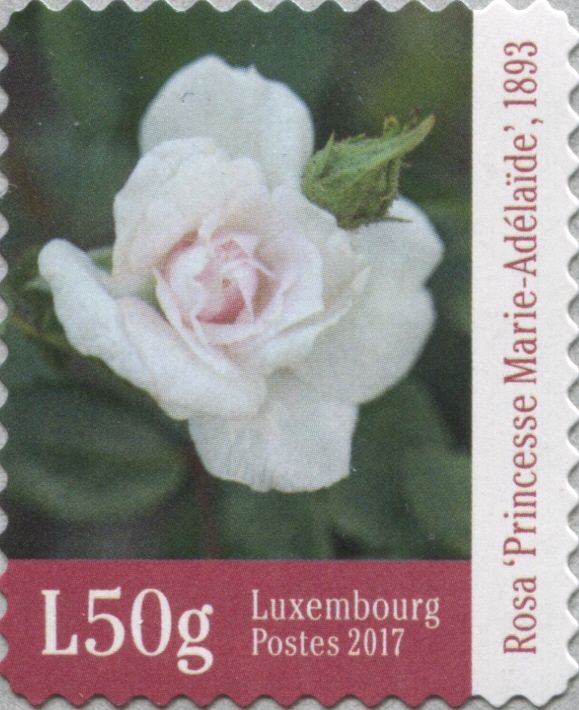 Rose - Princess Marie Adelaide