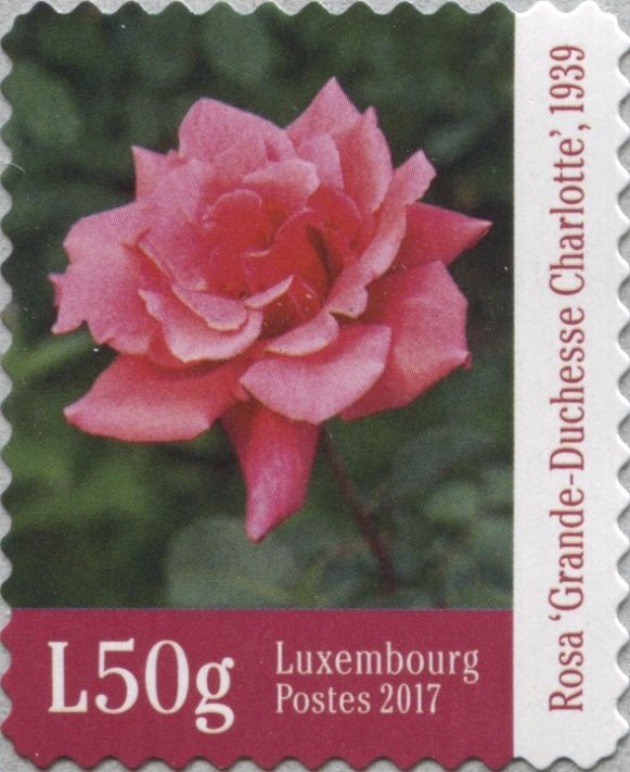 Rose - Grand Duchess Charlotte