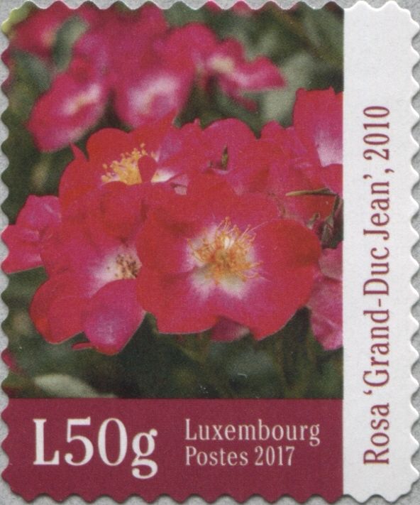Rose - Grand Duke Jean