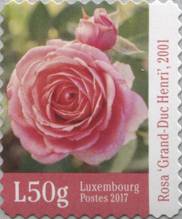 Rose - Grand Duke Henry