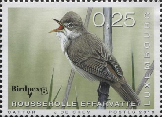 Birdpex8 - Eurasian Reed Warbler (Acrocephalus scirpaceus)
