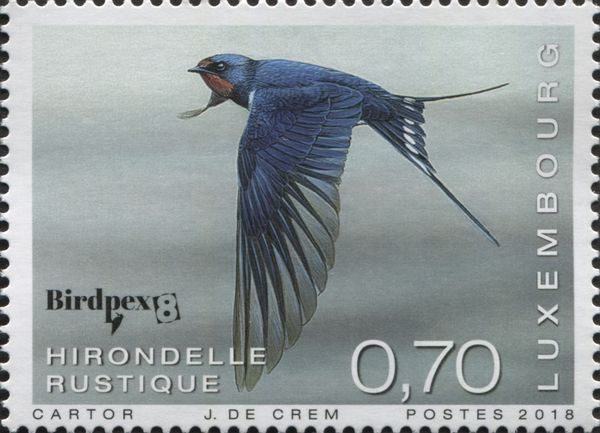 Birdpex8 - Barn swallow (Hirundo rustica)