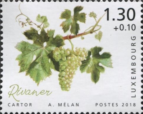 Rivaner