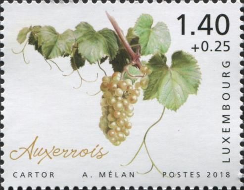 Auxerrois