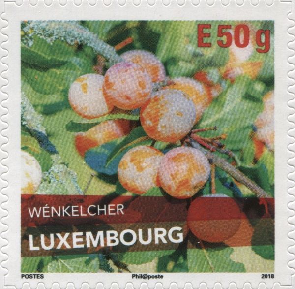 Wenkelcher Plum