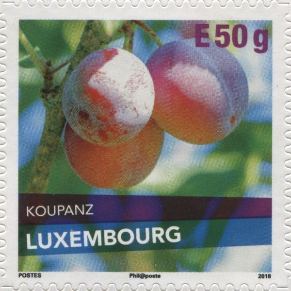 Koupanz Plum