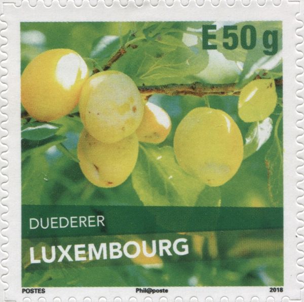 Duederer Plum
