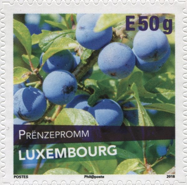 Prenzepromm Plum