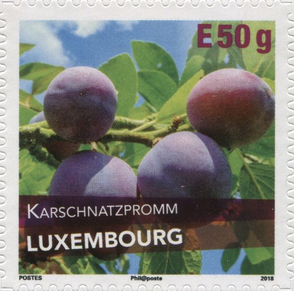 Karschnatzpromm Plum