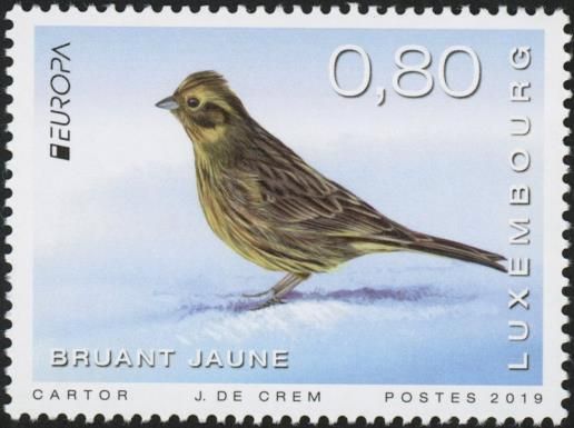 Yellowhammer (Emberiza citrinella)
