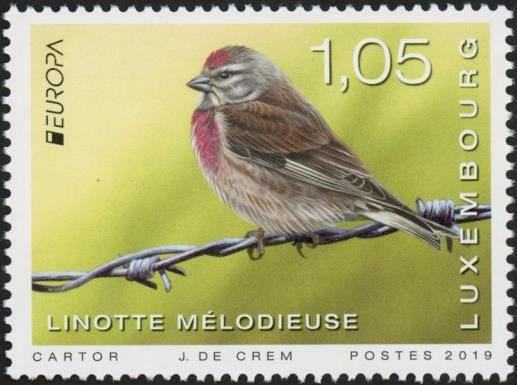 Common Linnet (Linaria cannabina)