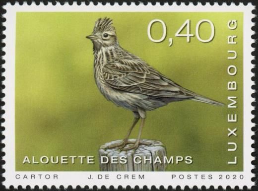 Skylark (Alauda arvensis)