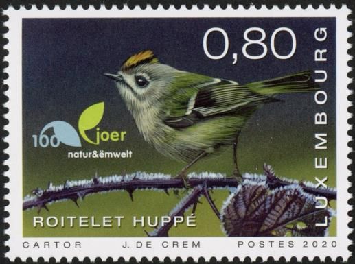Goldcrest (Regulus regulus)