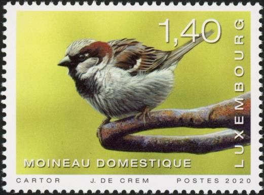 House Sparrow (Passer domesticus)