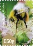 Early Bumblebee (Bombus pratorum)