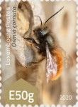 European Orchard Bee (Osmia cornuta)