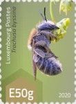 Trachusa byssina