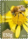 Green-eyed Flower Bee (Anthophora bimaculata)