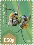 Eucera nigrescens