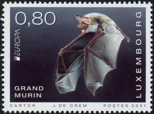 Greater Myotis (Myotis myotis)