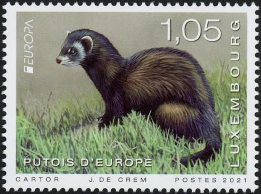 European Polecat (Mustela putorius)