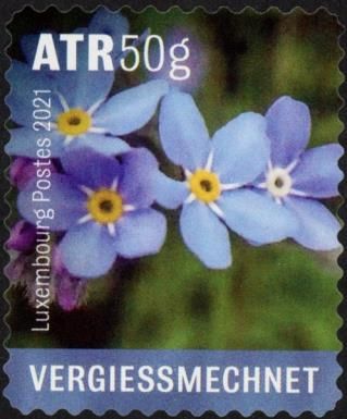 Forget-me-nots