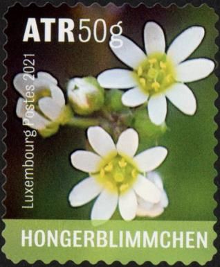 Common Whitlow Grass