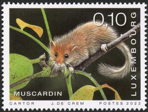 Hazel Dormouse (Muscardinus avellanarius)