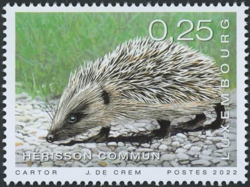 West European Hedgehog (Erinaceus europaeus)