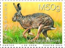 Brown Hare (Lepus europaeus)