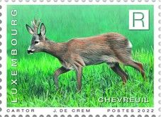 Western Roe Deer (Capreolus capreolus)