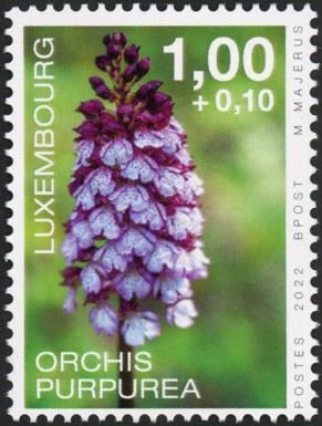 Lady Orchid (Orchis purpurea)