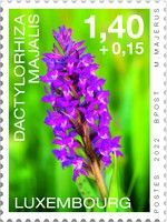 Broad-Leaved March Orchid (Dactylorhiza majalis)