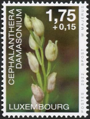 White Helleborine (Cephalanthera damasonium)