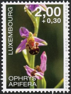 Bee Orchid (Ophrys apifera)