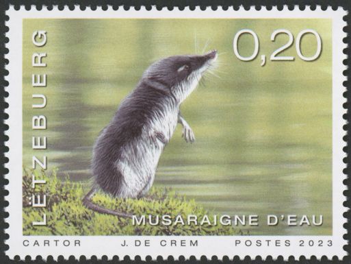 Eurasian Water Shrew (Neomys fodiens)