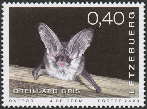 Grey Long-Eared Bat (Plecotus austriacus)
