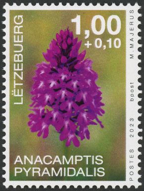 Pyramid Orchid (Anacamptis pyramidalis)