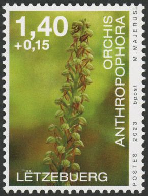 Man Orchid (Orchis anthropophora)