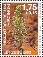Lizard Orchid (Himantoglossum hircinum)