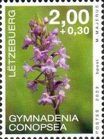 Fragrant Orchid (Gymnadenia conopsea)
